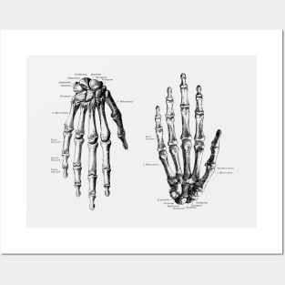 Double Hand Skeletal Diagram - Vintage Anatomy Posters and Art